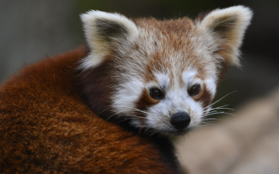Video: Bojnická zoo má vzácny prírastok. Na svet prišli dve mláďatá pandy červenej