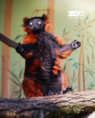 V Zoo Bojnice ušiel v noci zo svojej ubikácie lemur vari červený