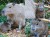 V bojnickej zoo majú dôvod na radosť. Bára priviedla na svet mláďa kapybary (FOTO)