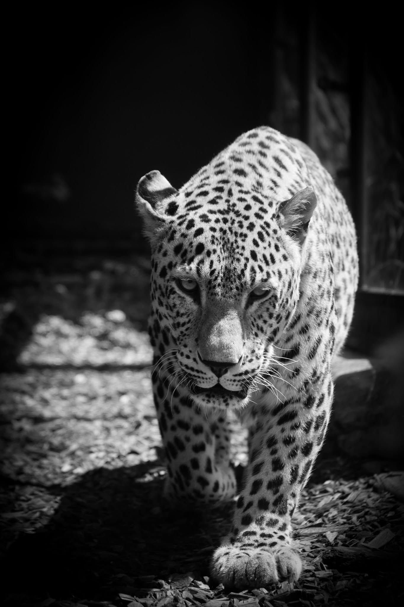 Bojnická zoo sa rozlúčila s leopardom Hassanom. Po 19 rokoch pristúpila k eutanázii